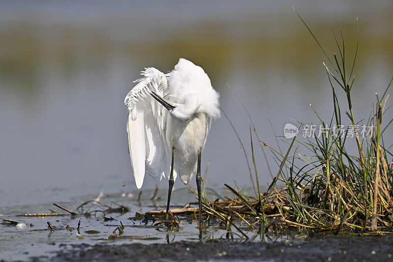 小白鹭(Egretta garzetta)